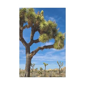 Desert Joshua Canvas Wall Art - Southwest-Natural Landscape