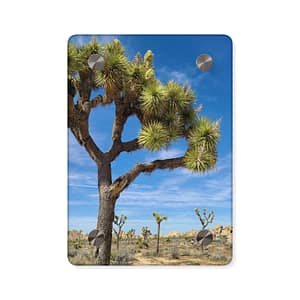 Desert Joshua Acrylic Wall Art - Southwest-Natural Landscape